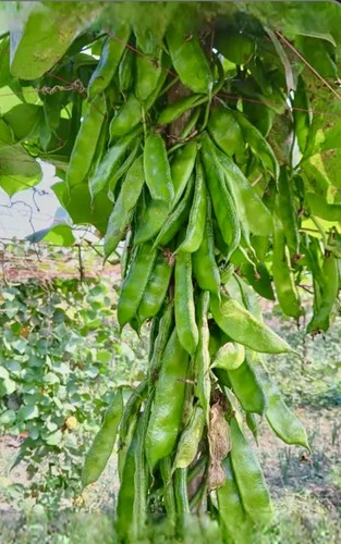 Hyacinth bean queen beans - queen,