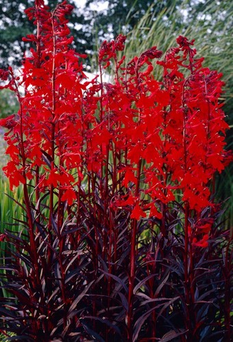 Lobelia queen victoria live - lobelia,
