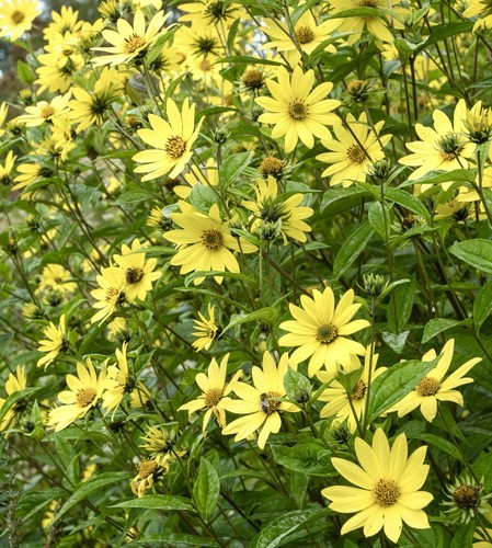 Lemon queen sunflower - lemon,