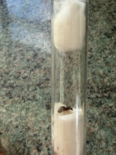 Queen ant with eggs for - queen,