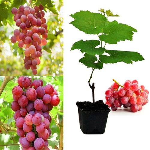 Red grape vine plant - red,