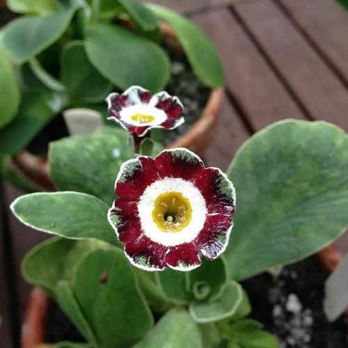 Primula auricula queen bee - primula,