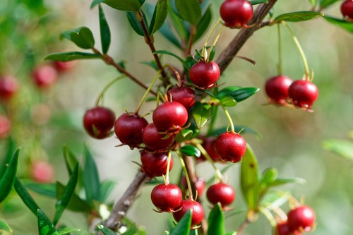 Ugni molinae bella - ugni, berry'
