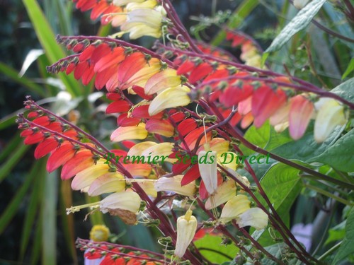 Flower mina lobata - flower,